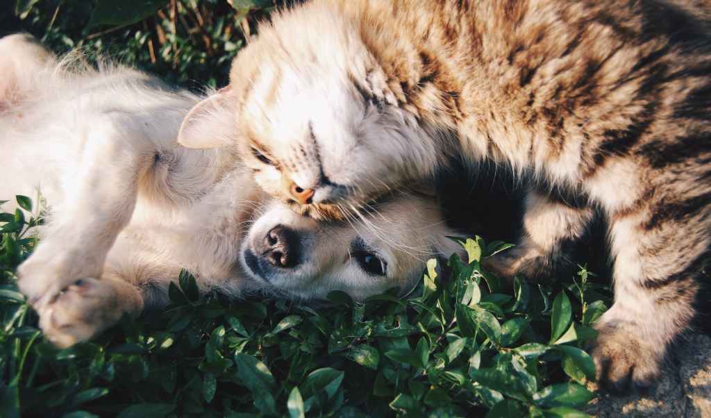 Animal Companions Live Healthier with Homeopathy